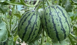 炎炎的夏日吃瓜,炎炎夏日，尽享清凉瓜果盛宴