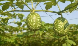 吃阿胶可以吃吊瓜吗,食用搭配指南