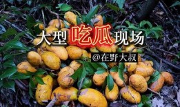 亲近大自然吃瓜,共享瓜果飘香时光