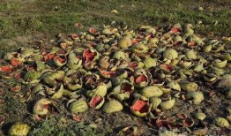 形容吃瓜事小,洞察大世界