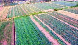 麦克吃瓜,揭秘娱乐圈幕后故事