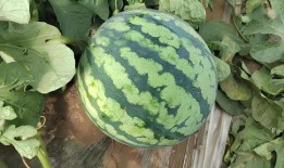 夏季吃瓜怎么挑,轻松挑出最甜最脆的夏日消暑佳品