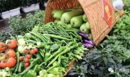 亲近大自然吃瓜,共享瓜果飘香时光