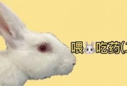 沙雕兔子吃瓜,揭秘娱乐圈幕后真相