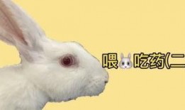 沙雕兔子吃瓜,揭秘娱乐圈幕后真相