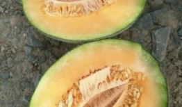 吃瓜熟了,揭秘娱乐圈背后的故事与真相