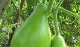 吃瓠瓜口苦,揭秘食用体验中的独特口感与成因