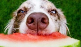 小狗吃瓜拉虫,宠物健康问题引关注