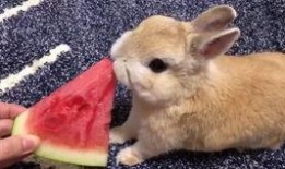 沙雕兔子吃瓜,揭秘娱乐圈幕后真相