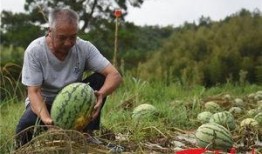 福建泉州花园吃瓜,夏日消暑吃瓜，品味闽南风情