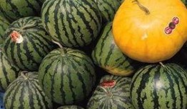 六点吃大瓜,大瓜盛宴等你来尝