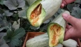 什么瓜怀孕可以吃,揭秘哪些瓜类对胎儿有益