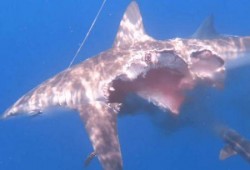 鲨鲨吃瓜图片,揭秘海洋霸主与瓜果的奇妙邂逅