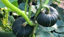 杨娜娜吃瓜,揭秘娱乐圈幕后故事