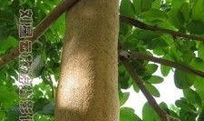 吊瓜吃皮,意想不到的美味新发现