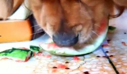 狗狗怎么吃贝贝瓜好吃,美味吃法大揭秘