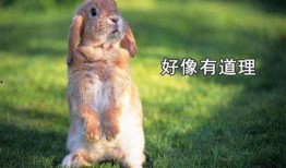 沙雕兔子吃瓜,揭秘娱乐圈幕后真相