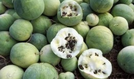 每年都在吃瓜,一年一度的“吃瓜”盛宴