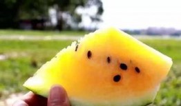 独瓜众人吃,共享时代的美食新风尚