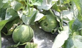 夏天吃此瓜最好,探寻最佳夏日吃瓜指南