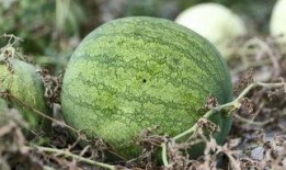 江西制造吃瓜,瓜果飘香，甜蜜事业蓬勃发展