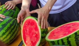 鱼妖吃瓜,瓜田里的神秘食客