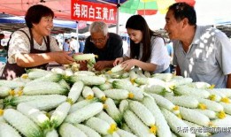 吃白玉瓜吗,探寻白玉瓜的美味之旅