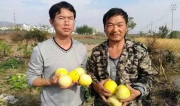 吃瓜群众6677,网络红人的崛起之路