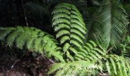 热带雨林吃瓜,自然界的甜蜜诱惑