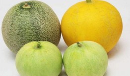 为什么吃瓜嗓子难受,原因及缓解方法