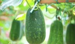 百园瓜怎么吃,百园瓜的多样食法探索