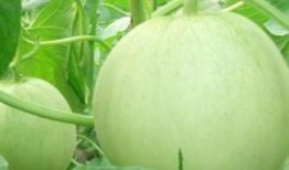 什么瓜怀孕可以吃,揭秘哪些瓜类对胎儿有益