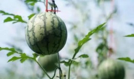 凯列邦吃瓜,揭秘吃瓜群众的狂欢盛宴