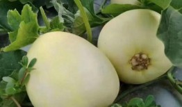 石侯吃瓜,揭秘瓜界传奇背后的故事