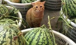 吃瓜与卖瓜头像一样吗,吃瓜与卖瓜，头像竟惊人相似！