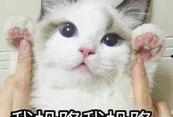 吃瓜群众猫表情包,揭秘猫表情包背后的趣味世界