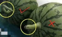 专业团队吃瓜群众,揭秘网络舆论场的双面魅力