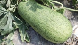 夏天吃此瓜最好,探寻最佳夏日吃瓜指南