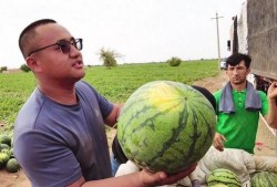 吃瓜放羊,揭秘农村生活的趣味与智慧