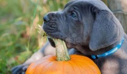 宝宝可以吃蜜罐瓜吗,营养与适宜性分析