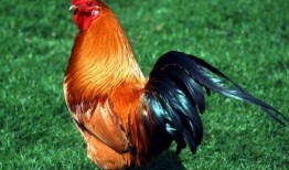 梦见自己吃生鸡瓜,揭秘生鸡瓜的神秘滋味