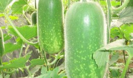 顿顿吃瓜呛到,揭秘娱乐圈的“瓜田”奇遇