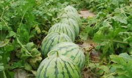 每年都在吃瓜,一年一度的“吃瓜”盛宴