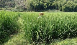 丽水公务员吃瓜,揭秘公务员圈内的“小确幸”与争议