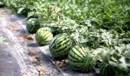 吃瓜粉私域,揭秘网络红人的秘密花园