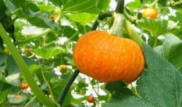 吃瓜主角照片,揭秘吃瓜主角的神秘面纱