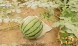 你们在国内吃瓜,从娱乐八卦到社会现象的演变