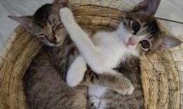 小猫打架吃瓜视频,小猫打架现场，网友化身吃瓜群众