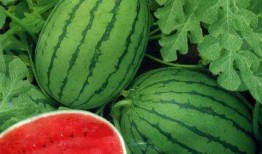 广州林同学吃瓜,揭秘网络热点的幕后故事