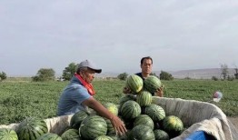郧阳吃瓜,探寻当地特色美食之旅